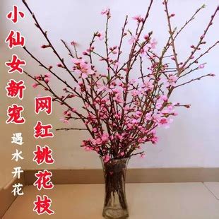 桃花枝怎麼養|【桃花枝怎麼養】桃花枝水培秘訣大公開！輕鬆擁有美麗桃花運